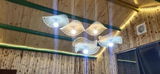 ,Sadie review photo