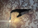 Ameilia Ramsay review photo