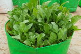 Organic Spinach Seeds