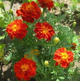 Marigold Red Brocade Seeds