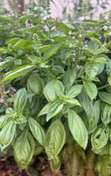 Organic Basil Seeds