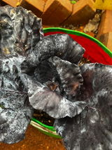 Organic Purple Cabbage Seeds