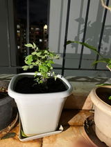 DIY Organic Yellow Cherry Tomato Grow Kit