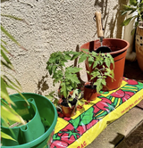 Organic Cherry Tomato Seeds
