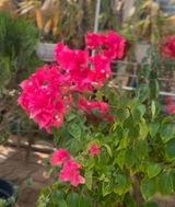Neeraj Chawla review photo