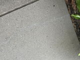Reese V. review photo
