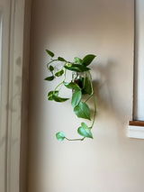 Debra review photo
