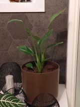 Anonyme review photo