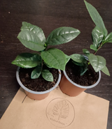 Louis-Philippe Bouthillier review photo