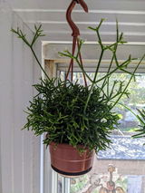 Monique L. review photo