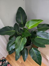 maureen review photo