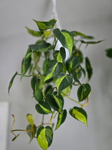 maureen review photo
