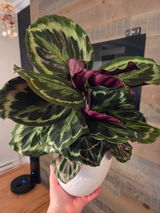 Sophie Mont-Briant review photo