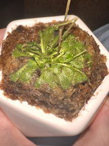 Isla C. review photo