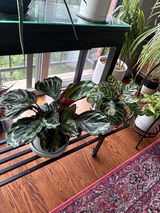 Judith G. review photo