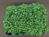 MARHARYTA STRAKHOVA review photo