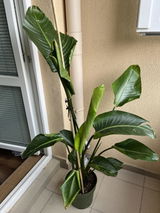 Виолета Топалова review photo