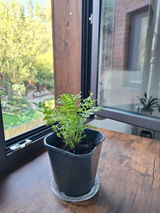 Verka Atanasova review photo