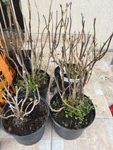 Andreea P. review photo
