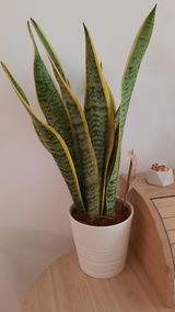 Lucia Daranuta review photo