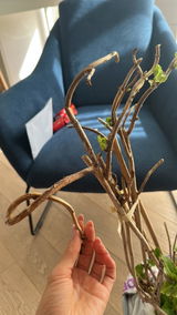 Radu N. review photo
