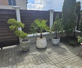Liviu-Valentin review photo