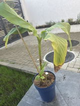 Andreea P. review photo