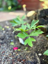 catalin s. review photo