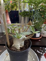 Luminita review photo