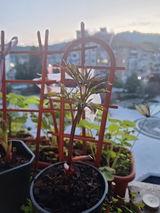 Daniela review photo