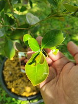 Corneliu I. review photo