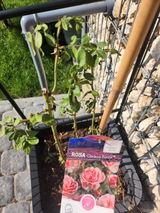 Roxana review photo