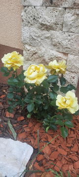 Mirela C. review photo