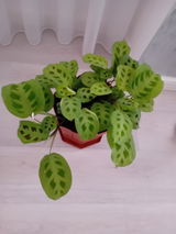 Nicoleta G. review photo