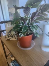 Roxana review photo
