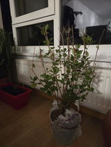 Radu S. review photo