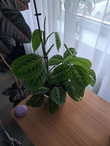Liana Ș. review photo