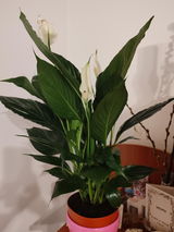 Crina I.B. review photo