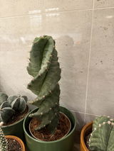 Florentina review photo