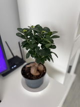 Alexandra review photo