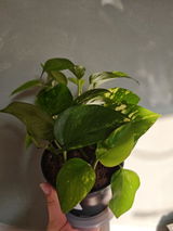Irina A. review photo