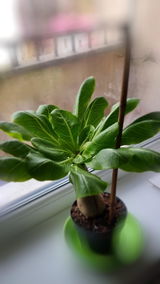 Diana-Mihaela C. review photo