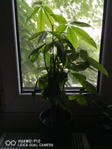 Paraschiv E. review photo