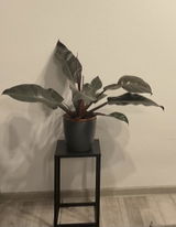 Petronela M. review photo