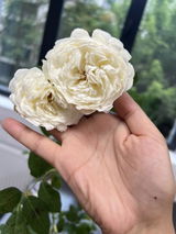 Andreea P. review photo