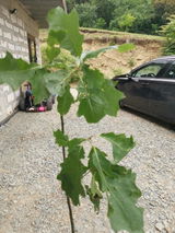 Florina Voion review photo