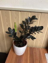 Petronela M. review photo