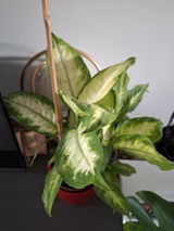 Corina R. review photo