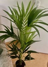 Diana Daciana Islam review photo