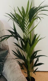 Diana Daciana Islam review photo